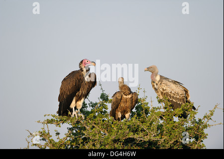 Lappet-faced vulture &  Rüppell's Vulture & African white-backed vulture  perched together on the top of a tree Masai Mara Stock Photo