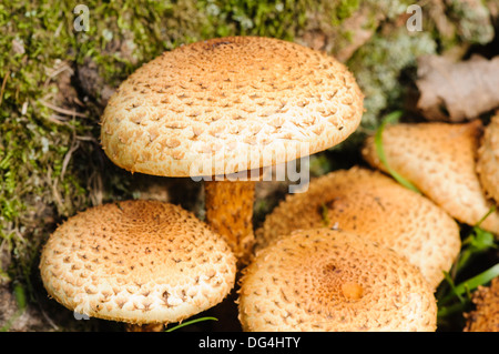 Saffron parasol mushrooms (Cystoderma amianthinum), also known as the ...