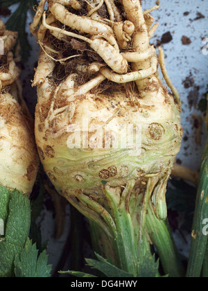 Celery Root Stock Photo