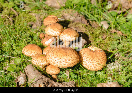 Saffron parasol mushrooms (Cystoderma amianthinum), also known as the saffron powder-cap, or the earthy powder-cap Stock Photo