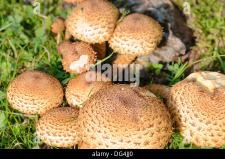 Saffron parasol mushrooms (Cystoderma amianthinum), also known as the saffron powder-cap, or the earthy powder-cap Stock Photo