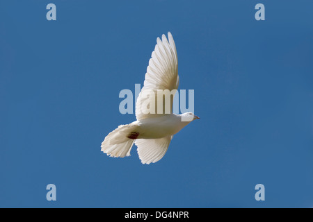 White Fan-tailed Pigeon - Columba livia Stock Photo