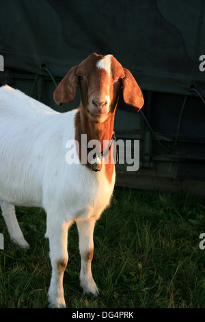 nanny goat smiling Stock Photo