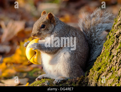 Grey Squirrel Stock Photo