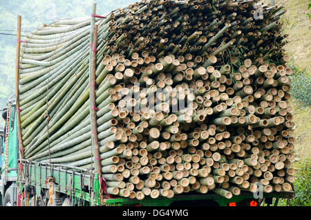 bamboo in central Taiwan Stock Photo