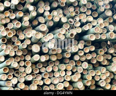 bamboo in central Taiwan Stock Photo