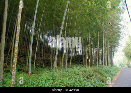 Bamboo field in the central Taiwan Stock Photo