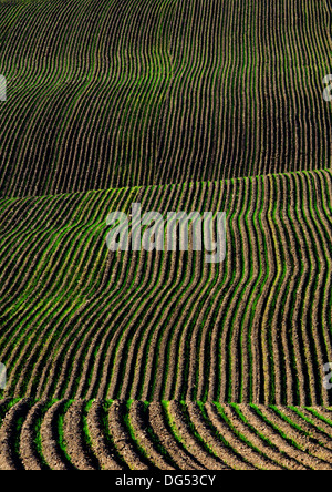 Rows or furrows for green healthy crops growing in agricultural field Stock Photo