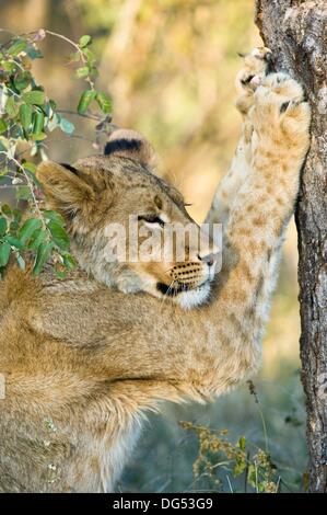 male Lion sharpening his claws - Panthera leo Stock Photo: 30243770 - Alamy
