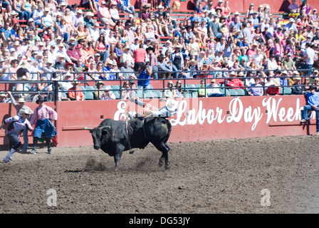 Cowboy is thrown by raging bull, Ellensburg Rodeo, Labour Day Weekend, Washington, USA Stock Photo