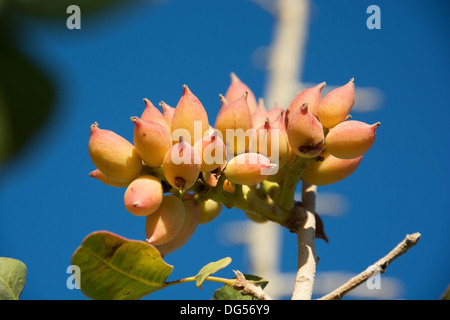 Pistachio nuts growing on a pistachio tree (Pistacia vera) Stock Photo