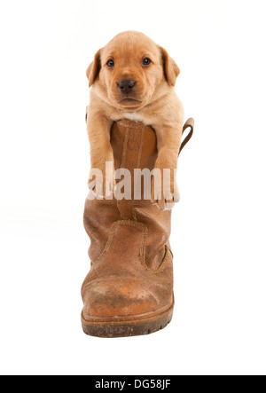 One Labrador puppy standing in a boot Stock Photo