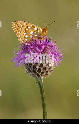 Dark Green Fritillary Butterfly Stock Photo