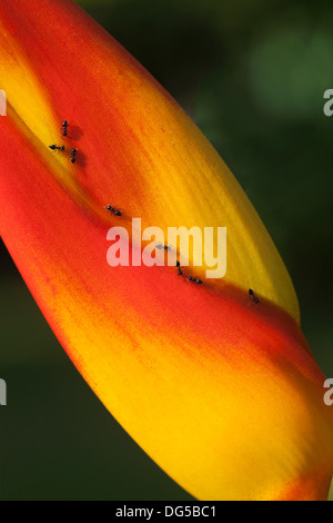 Crematogaster ants feeding on Heliconia flower, Osa Peninsula, Costa Rica Stock Photo