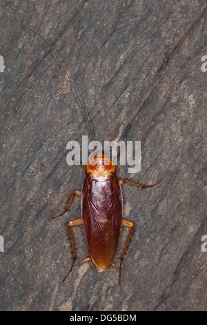 Australian cockroach adult (Periplaneta australasiae) on cave wall Stock Photo