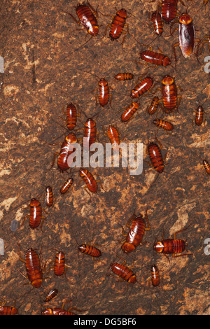 Australian cockroaches (Periplaneta australasiae) group of adults and nymphs on cave wall in Sabah, Borneo, Malaysia Stock Photo