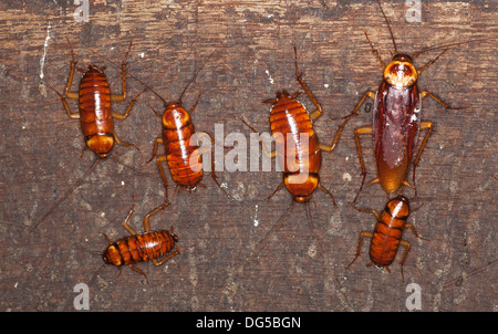 Australian cockroaches (Periplaneta australasian), adult and nymphs on handrail in Gomantong cave Stock Photo
