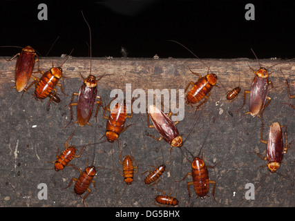 Australian cockroaches (Periplaneta australasiae) at various developmental stages on handrail in Gomantong Cave Stock Photo