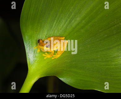 Golden Palm Tree Frog male (Dendropsophus ebraccatus) on leaf at night in Costa Rica. Also known as Banana Frog, Stock Photo