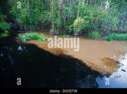 Natural clean black water of Sekonyer Kanan tributary flowing into muddy water of the main Sekonyer River polluted by illegal gold mining in Borneo Stock Photo