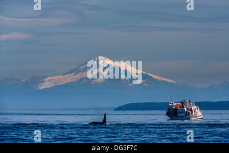 Mount Baker with Orcas ( killer whales ) and whale watching boat in the Strait of Georgia, Washington, USA Stock Photo