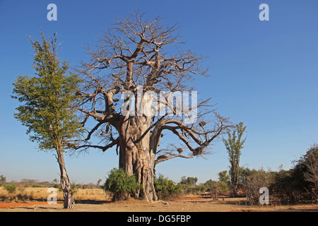 Baobab, Sambia, Zambia, Africa Stock Photo - Alamy