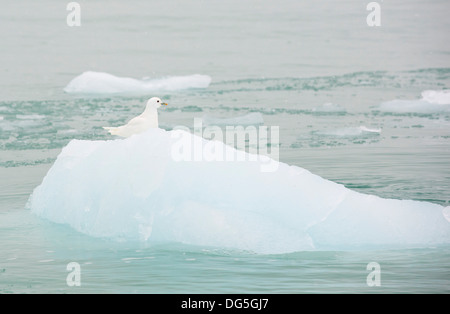 An Ivory Gull (Pagophila eburnea) on an iceberg in northern Svalbard in the high Arctic Stock Photo