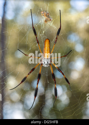 Female Golden silk orb-weaver / Banana spider ( Nephila clavipes ), Central Florida, USA Stock Photo