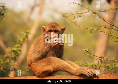 Rhesus Macaque eating an apple, New Delhi, India Stock Photo