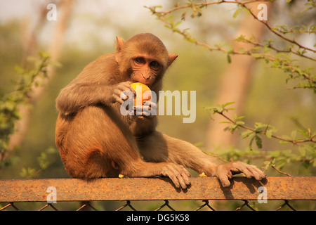 Rhesus Macaque eating an apple, New Delhi, India Stock Photo