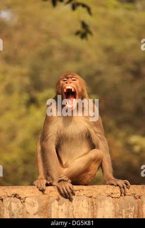 Rhesus Macaque yawning, New Delhi, India Stock Photo