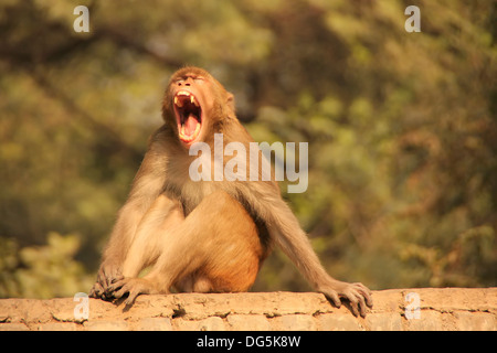 Rhesus Macaque yawning, New Delhi, India Stock Photo