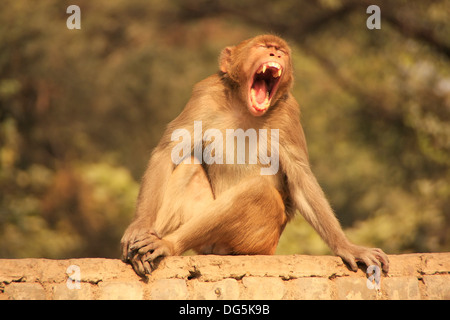 Rhesus Macaque yawning, New Delhi, India Stock Photo