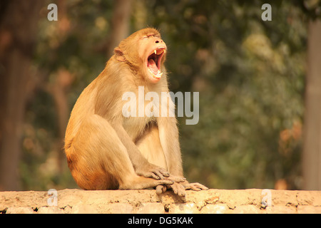 Rhesus Macaque yawning, New Delhi, India Stock Photo