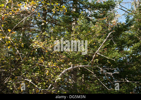 Old apple tree from abandoned orchard at Notchview, property of Massachusetts Trustees of the Reservation in Windsor, MA. Stock Photo