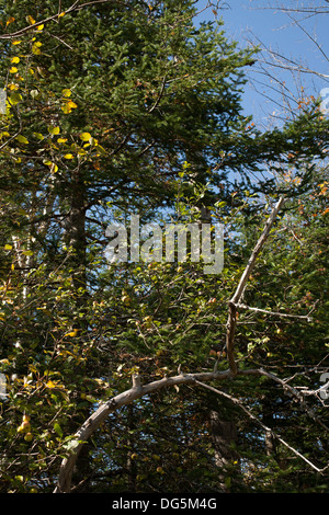 Old apple tree from abandoned orchard at Notchview, property of Massachusetts Trustees of the Reservation in Windsor, MA. Stock Photo