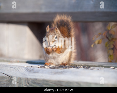 A big personality, super cute, American red squirrel (Tamiasciurus hudsonicus) feeds on sunflower seeds near Saskatoon, Canada. Stock Photo