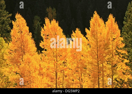 Aspen trees with fall color, San Juan National Forest, Colorado, USA Stock Photo