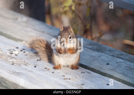 A big personality, super cute, American red squirrel (Tamiasciurus hudsonicus) feeds on sunflower seeds near Saskatoon, Canada. Stock Photo