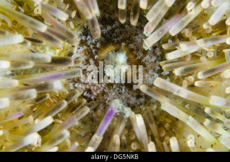 Lytechinus variegatus Sea Urchin mouth macro view Stock Photo