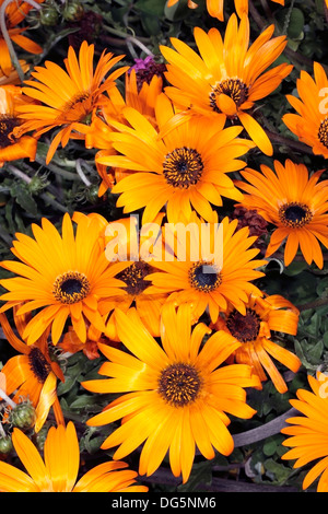 Trailing Arctotis Flowers- Arctotis acaulis- Family Asteraceae Stock Photo