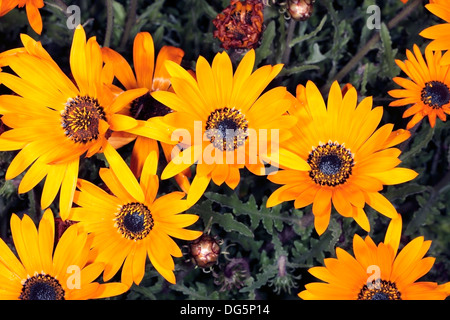 Trailing Arctotis Flowers- Arctotis acaulis- Family Asteraceae Stock Photo