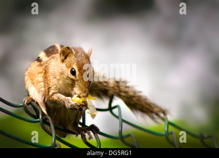 Close-up Of Squirrel On Fence Eating Food Stock Photo