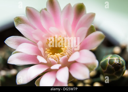 Pink cactus flower isolated on white Stock Photo