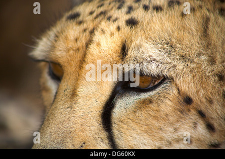 close up of a Lion Stock Photo