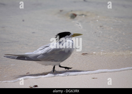Greater crested or Swift tern on shore of Bird Island Seychelles Stock Photo
