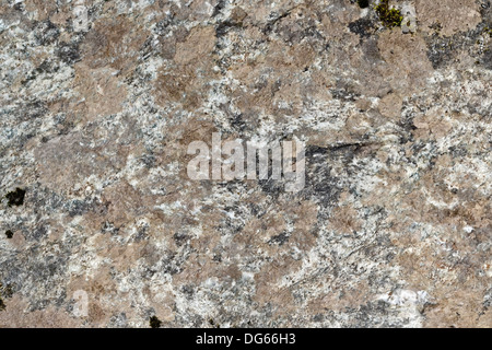The texture of natural brown with white and black spots granite stone with patches of moss Stock Photo