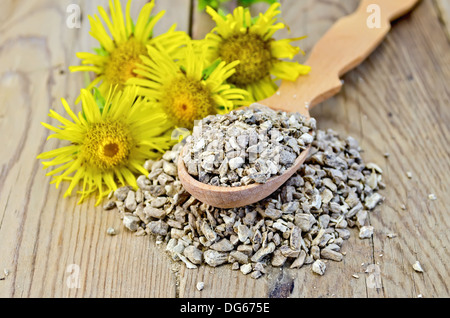 Wooden spoon with elecampane root, fresh yellow flowers elecampane against a wooden board Stock Photo