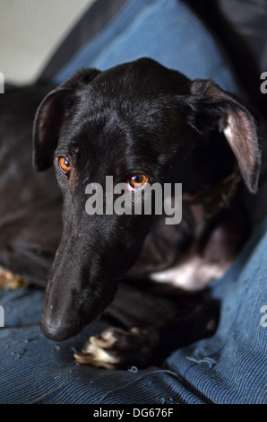 Rescued black Spanish Greyhound starts a new life, after being abandoned by a hunter, in a state of advanced malnutrition Stock Photo