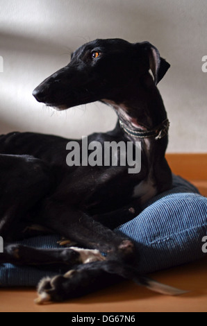 Rescued black Spanish Greyhound starts a new life, after being abandoned by a hunter, in a state of advanced malnutrition Stock Photo